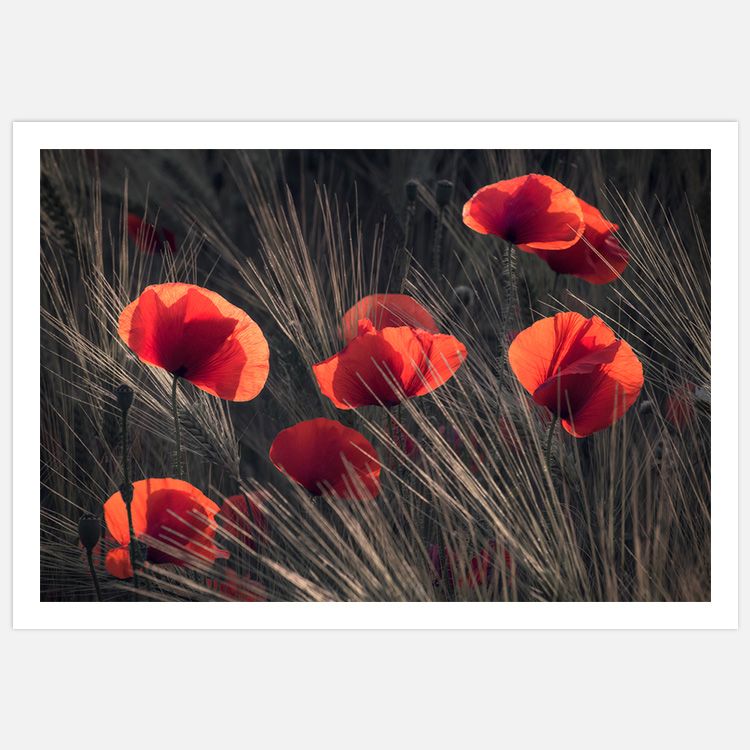 Poppy Summer