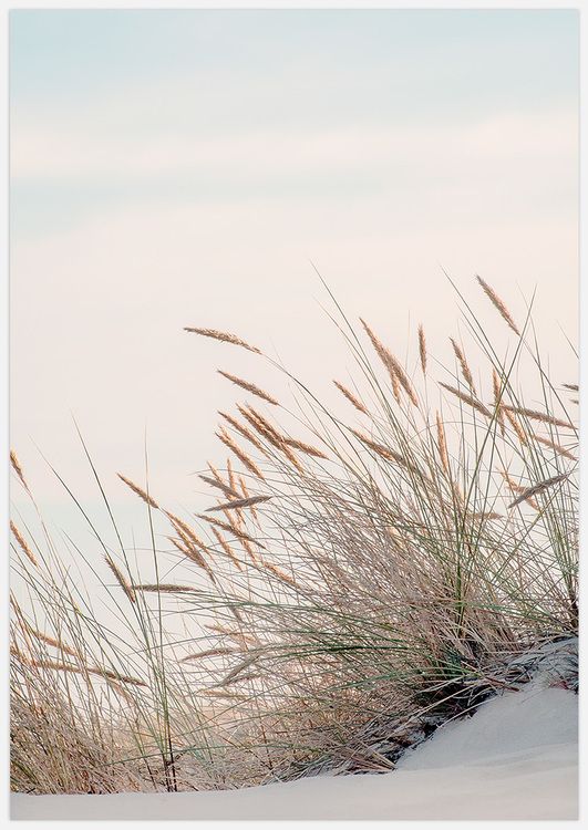 Reeds by the sea