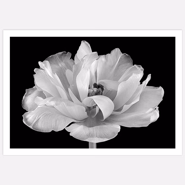 Gallery Wall Tulip in its glory – Fine Art Print
