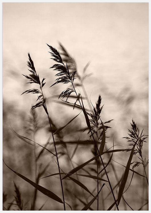 Reeds in evening light 3 Art Print