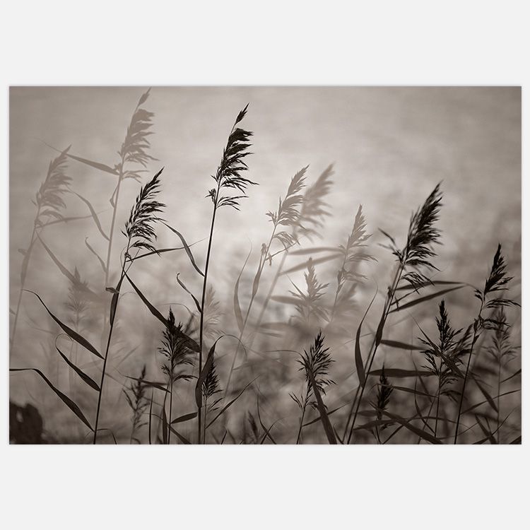 Reeds in evening light warm B&W