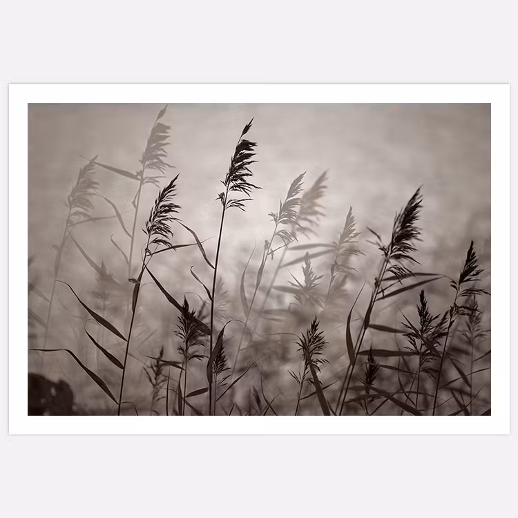 Reeds in evening light warm B&W