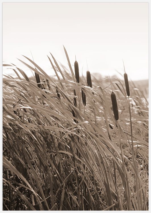 Autumn Breeze