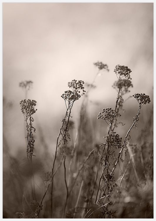 Autumn Meadow Art Print