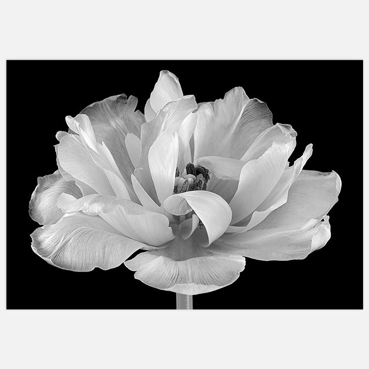 Tulip in its glory Art Print