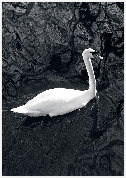 Swan in black water Art Print