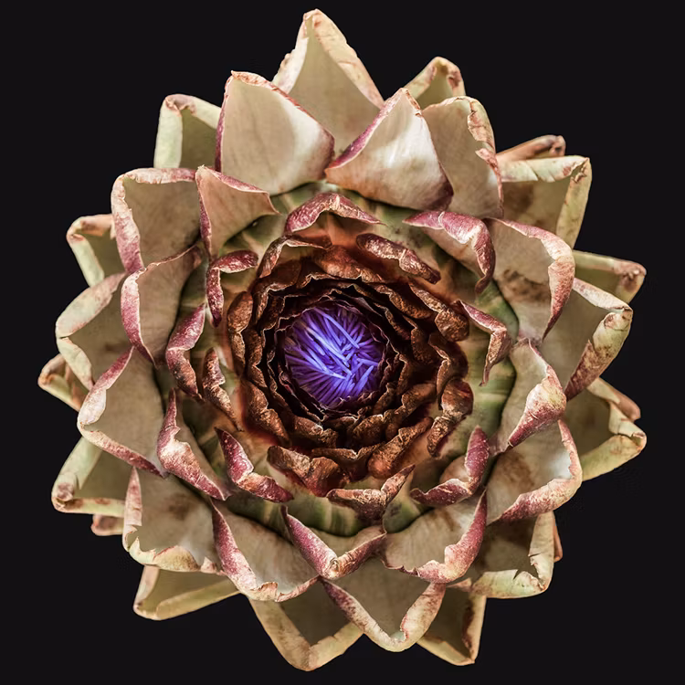 The Artichoke Canvas
