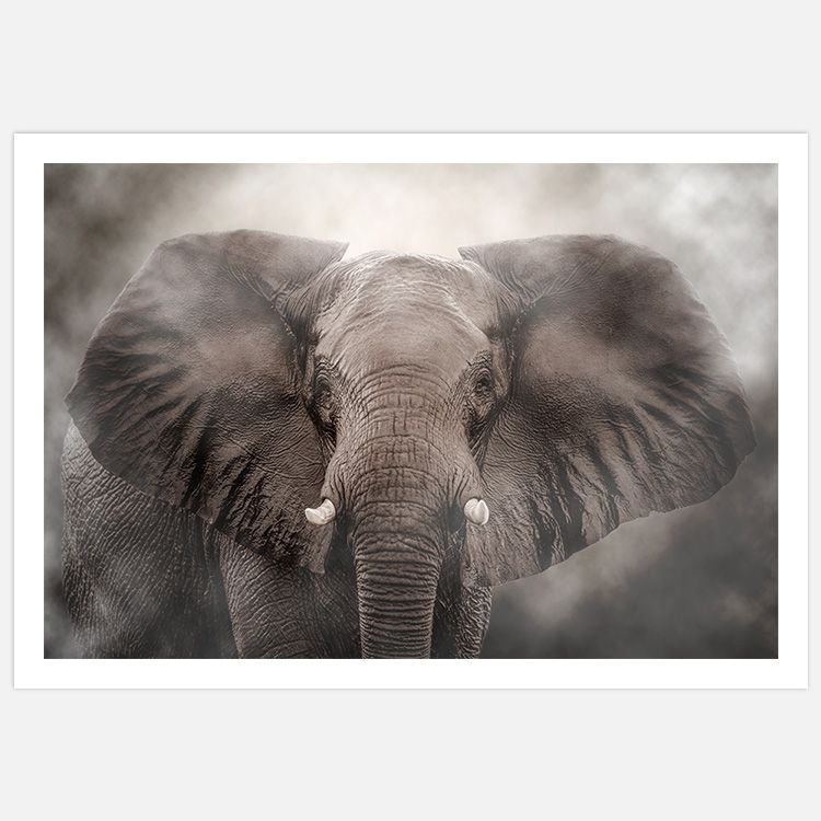 Elephant Art inspiration – Fine Art Print