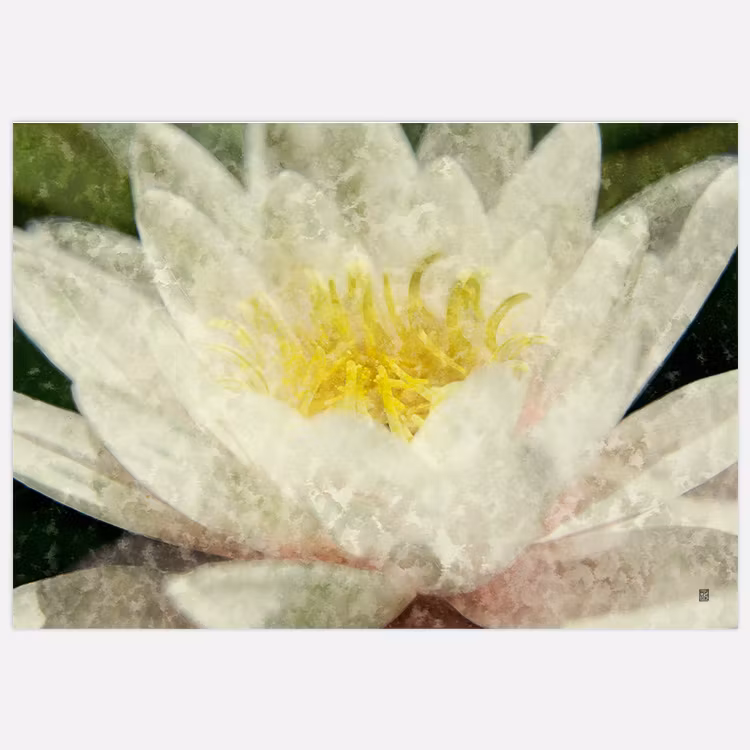 Wall Art Painted Water Lilies landscape Art Print, artwork by Insplendor art studio.