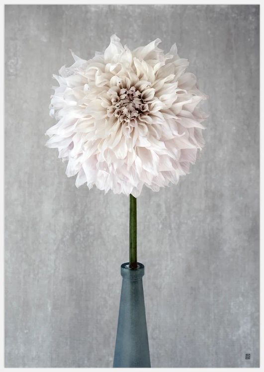 Dahlia in vase Art Print