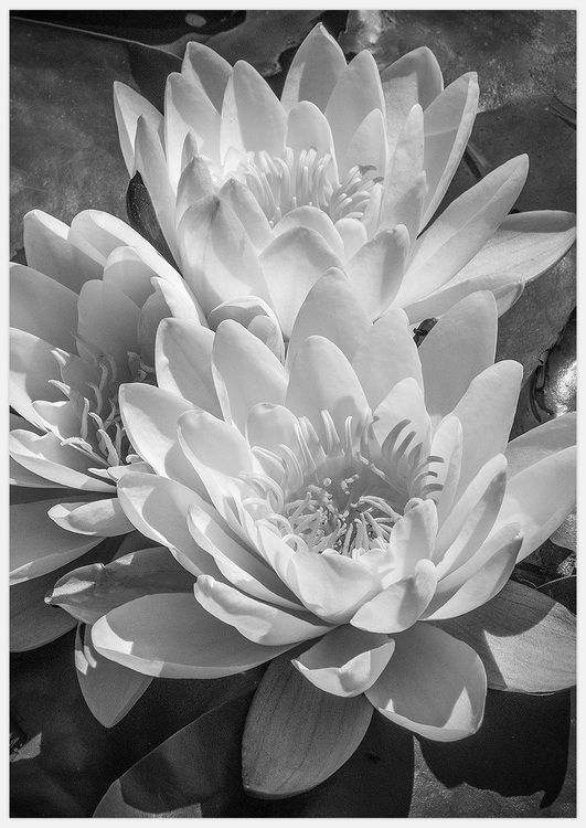 Splendid Water Lilies