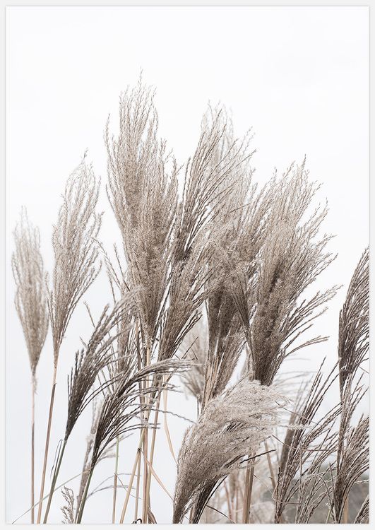 Reeds 3 Art Print