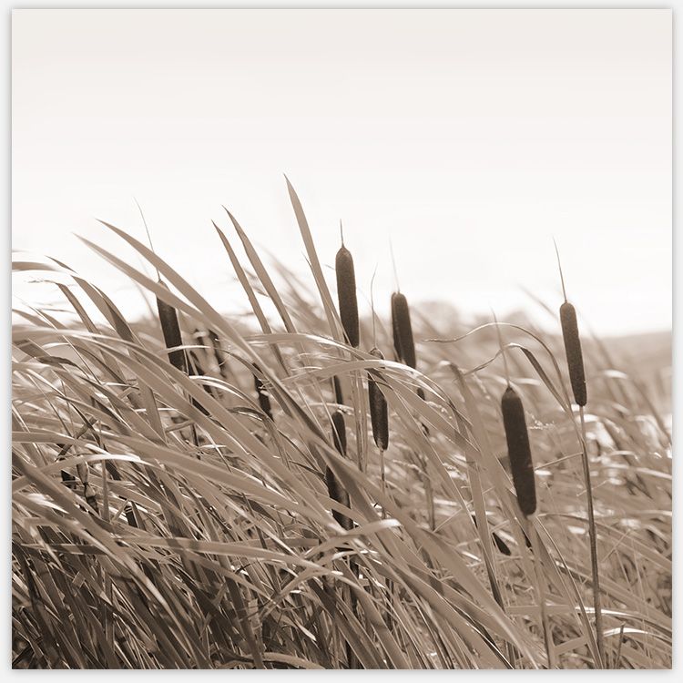 Autumn Breeze 2