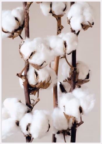 Cotton 2 Art Print