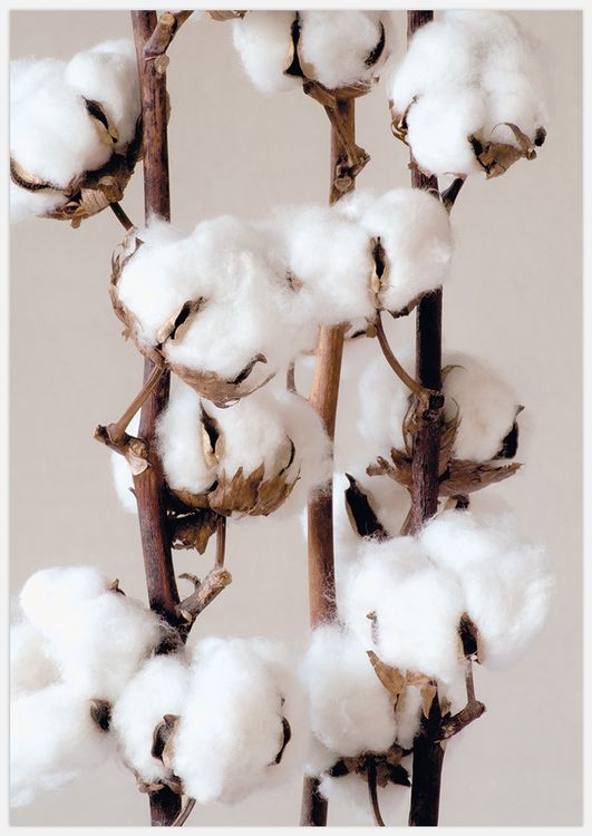 Cotton 2 Art Print