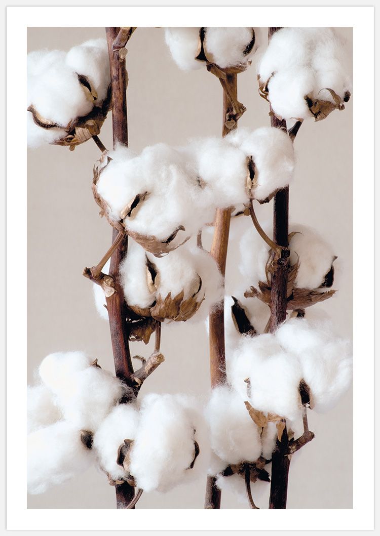Cotton 2 Art Print