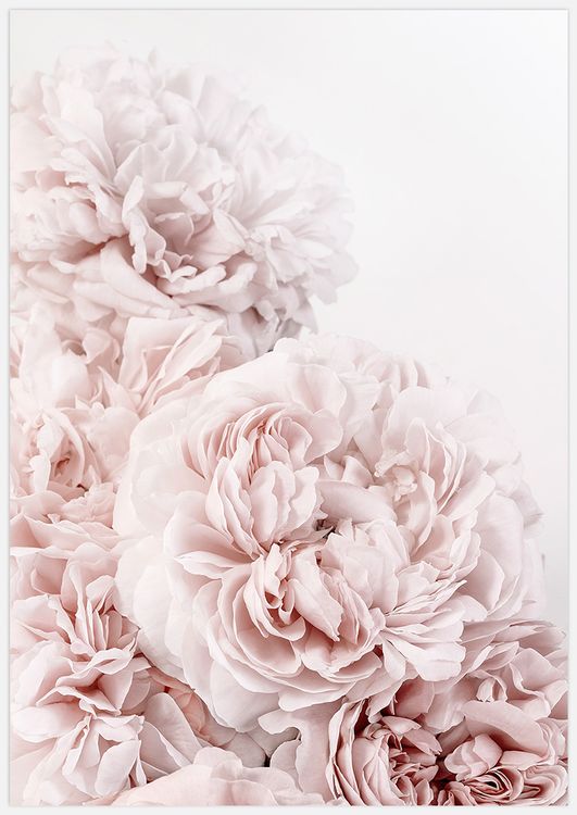 Soft Pink Roses 2 Art Print
