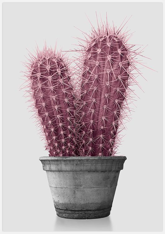 Pink Cactus