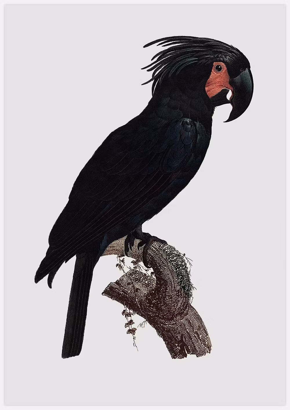 Black Parrot