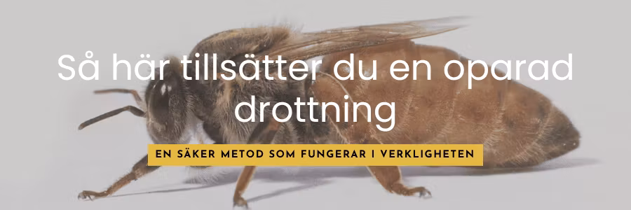 Så här tillsätter du en oparad drottning