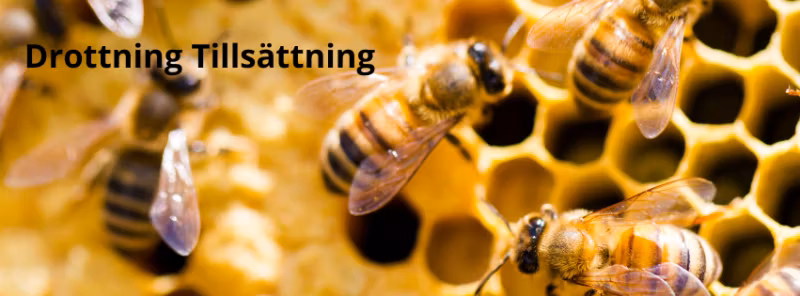 Drottning tillsättning