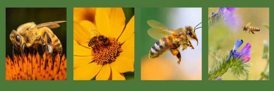 Intervju: Varför används inte pollen i Bee Science Nutritions bifoder?