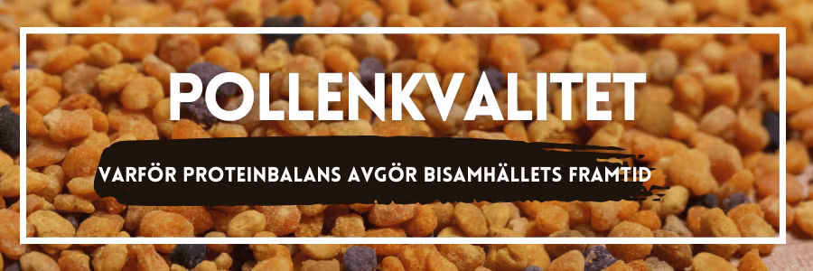 Pollenkvalitet, idealt protein och varför proteinbalans avgör bisamhällets framtid