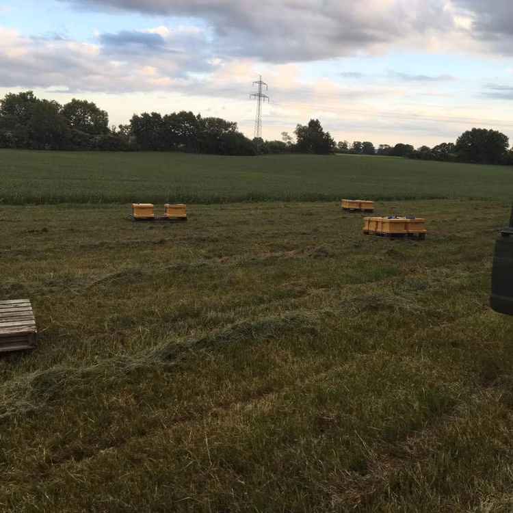 Avläggare Lågnormal inklusive låda, flytande bifoder och proteinfoder