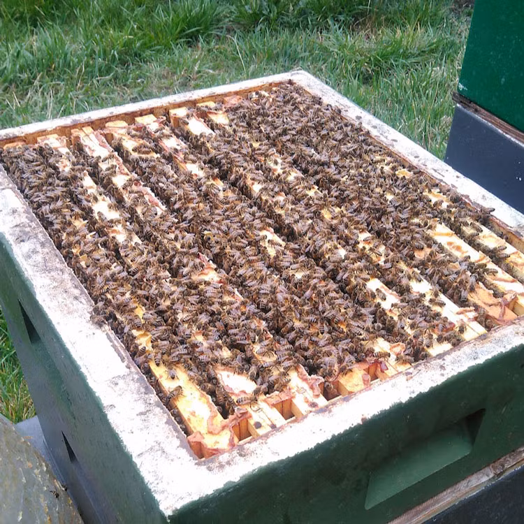 Avläggare 3/4 Langstroth inklusive fast bifoder och proteinfoder