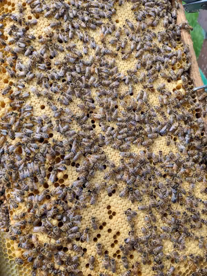 Produktion bisamhälle Dadant 2025