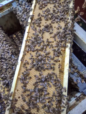 Bisamhälle 3/4 Langstroth 2025