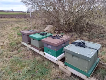 Andelsbiodling Bigård Förslöv år 2026