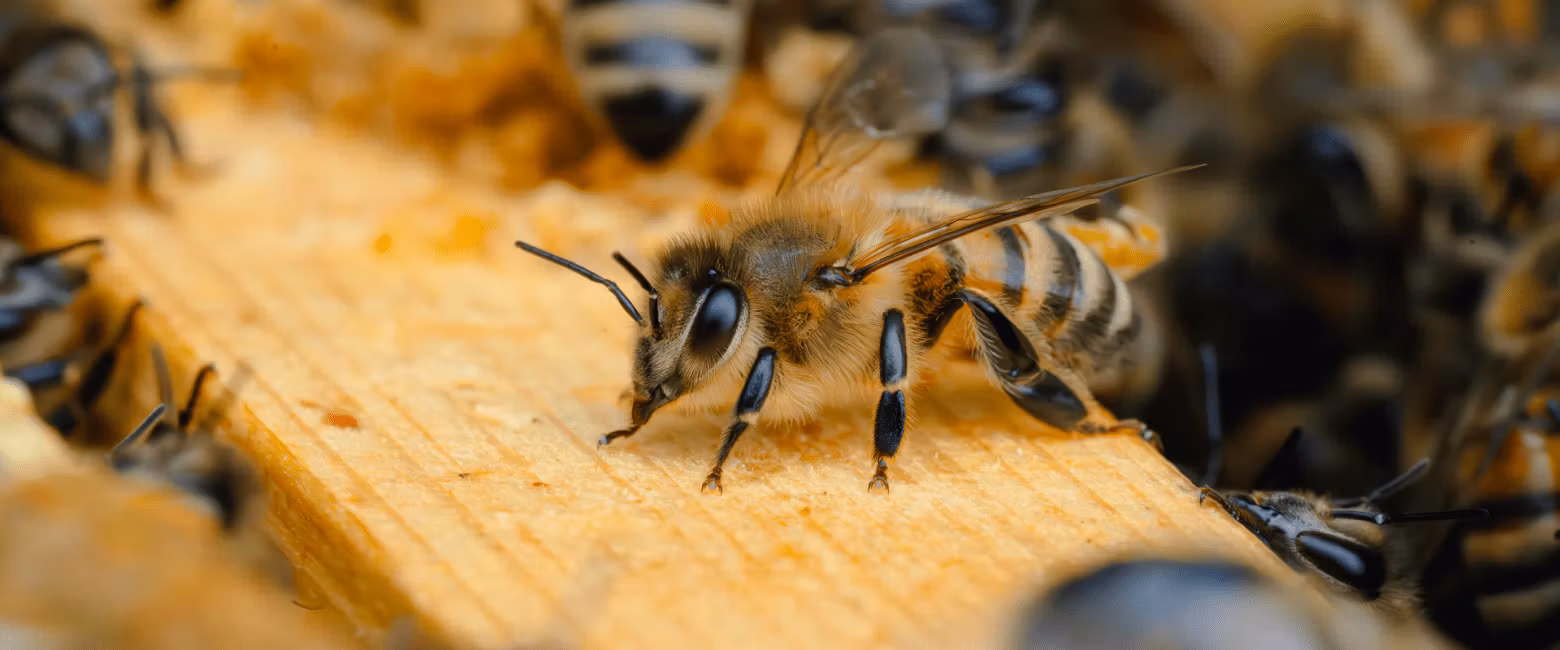 Monica Larssons Biodling