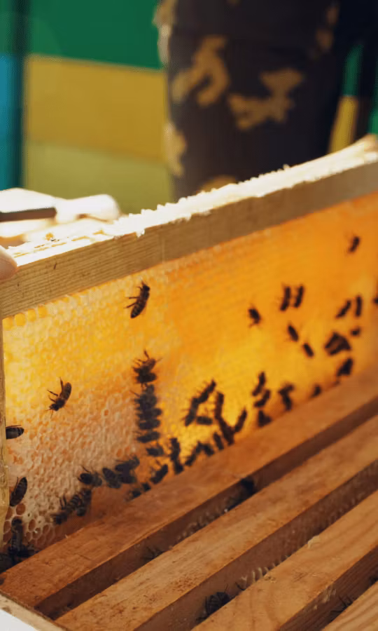 Monica Larssons Biodling