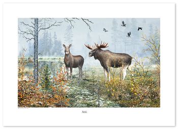 Poster Älg 70 x 50 cm