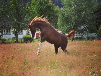 Horse Support