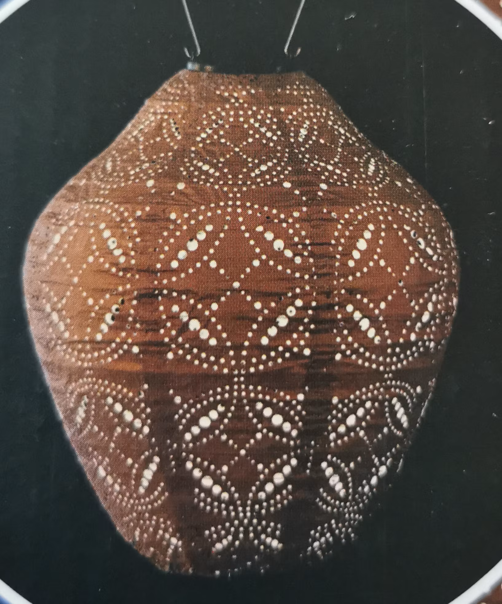 Jar/Burk 30 cm