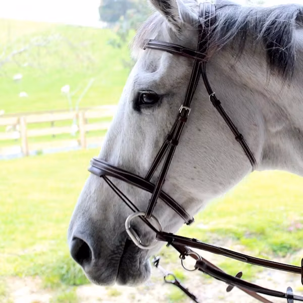 Silver Crown Valla bridle träns full