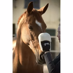 Penelope Grooming Glove