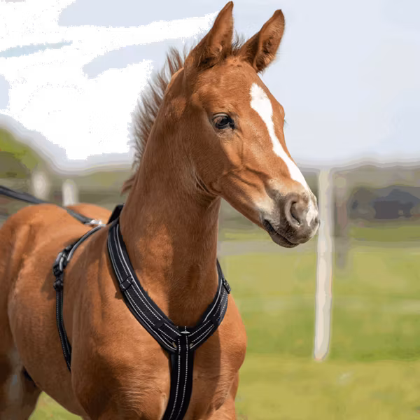 Sprenger Harness föl svart