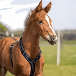 Sprenger Harness föl svart