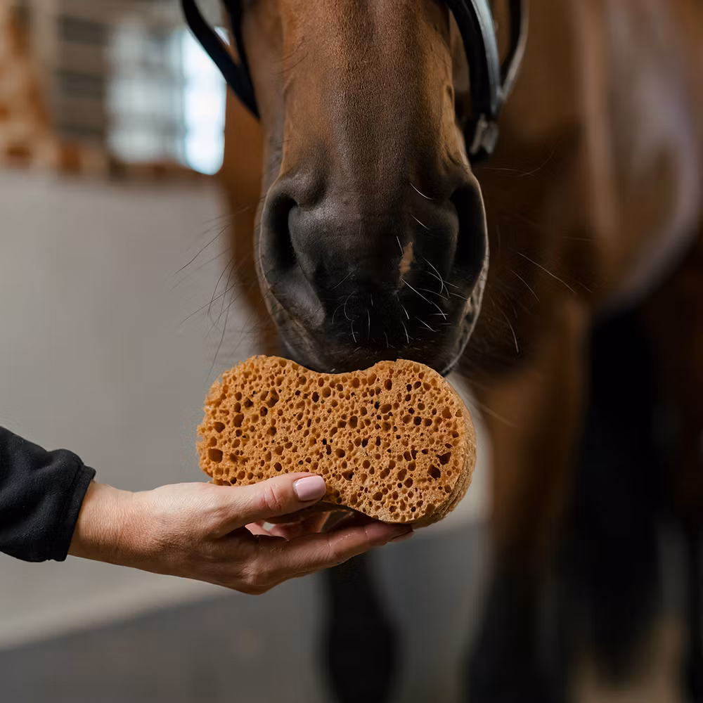 Borstiq Groomingsvamp