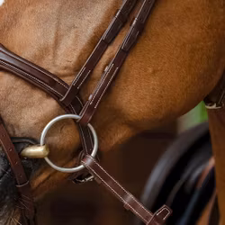 Antares Signature Sport träns med Aachennosgrimma brun full