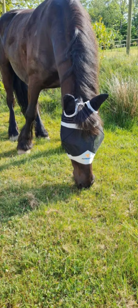 FlyGuard Flughuva med Öron och Pannluggshål, Black/Grey Full
