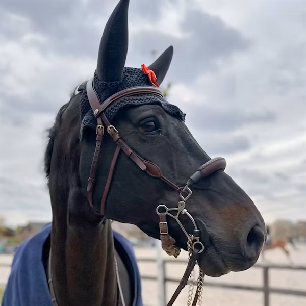EQ Castor Hackamore träns brun full