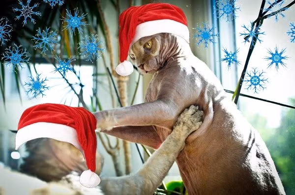 Julmarknad i Djurröd 29/11