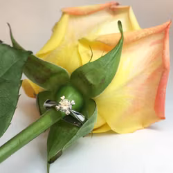 Precious Heart - solitär med hjärtklor