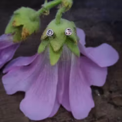 "Coca cola" - safirörhängen i 18K vitguld