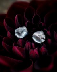 Tahitipärlor keshi - örhängen i 18K