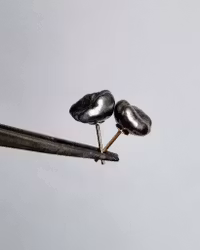 Tahitipärlor keshi - örhängen i 18K